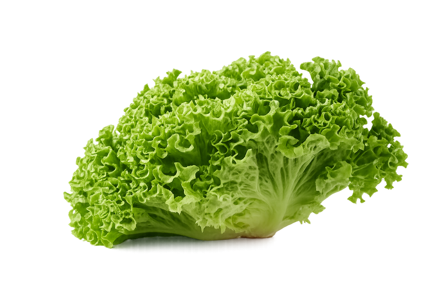 Lechuga Italiana