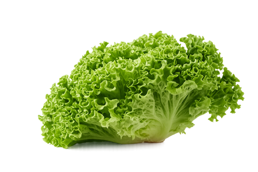 Lechuga Italiana
