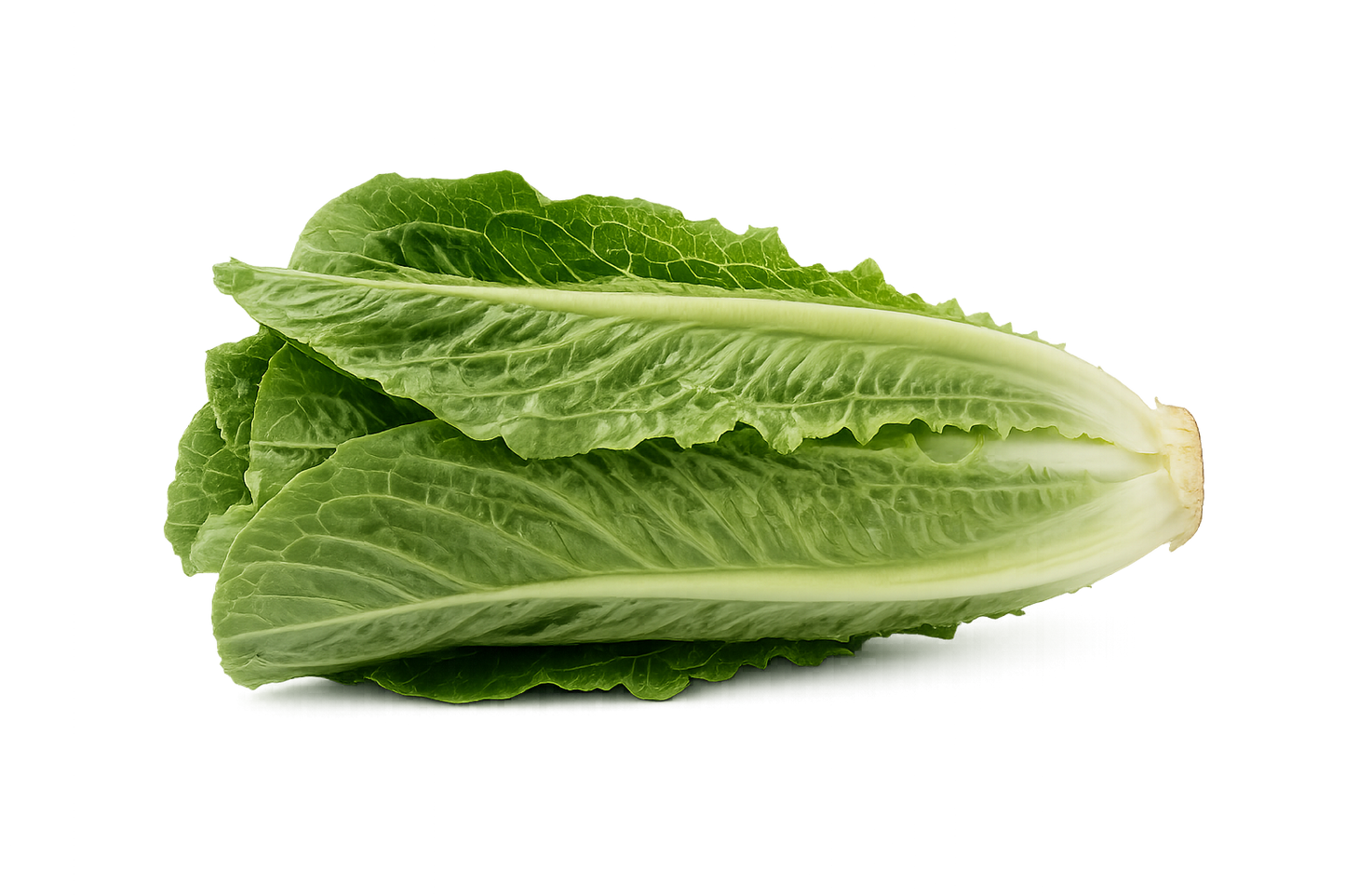 Lechuga Orejona
