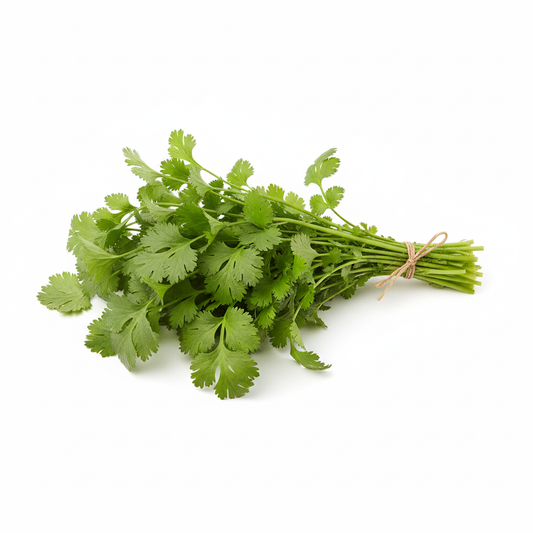 Cilantro