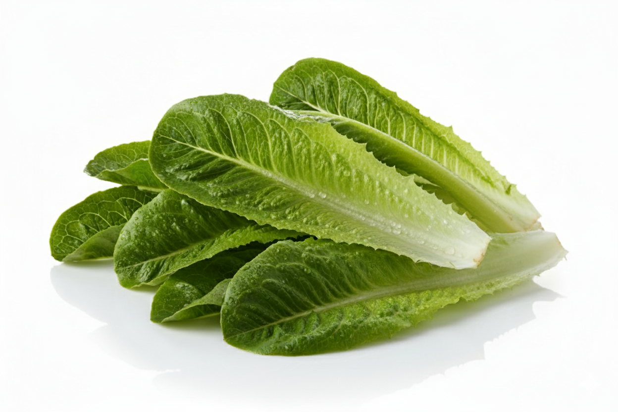 Lechuga Romana