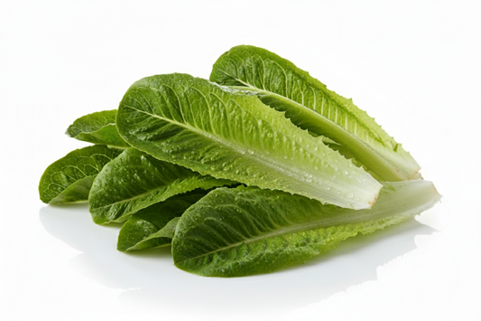 Lechuga Romana