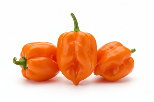 Chile Habanero